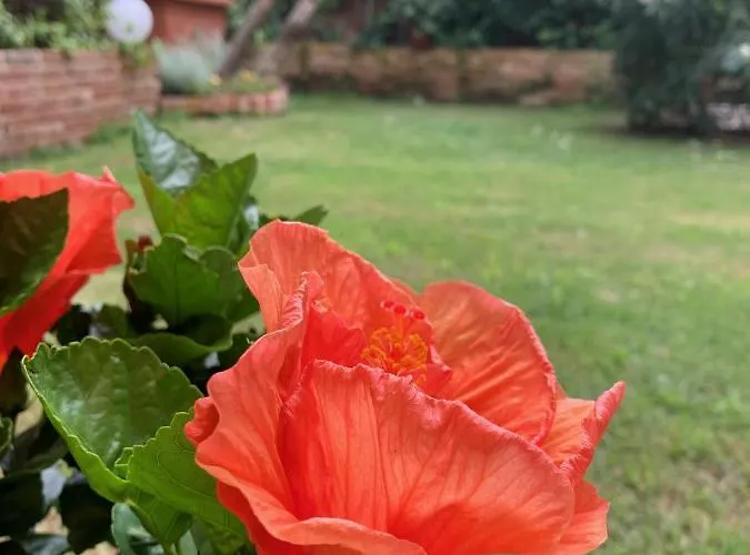 P 1779 Bed and breakfast Venecia